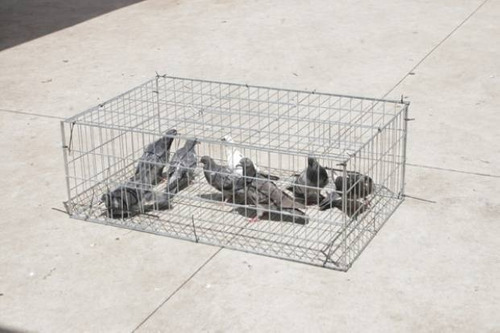 Read more about the article Captura e Soltura de Animais