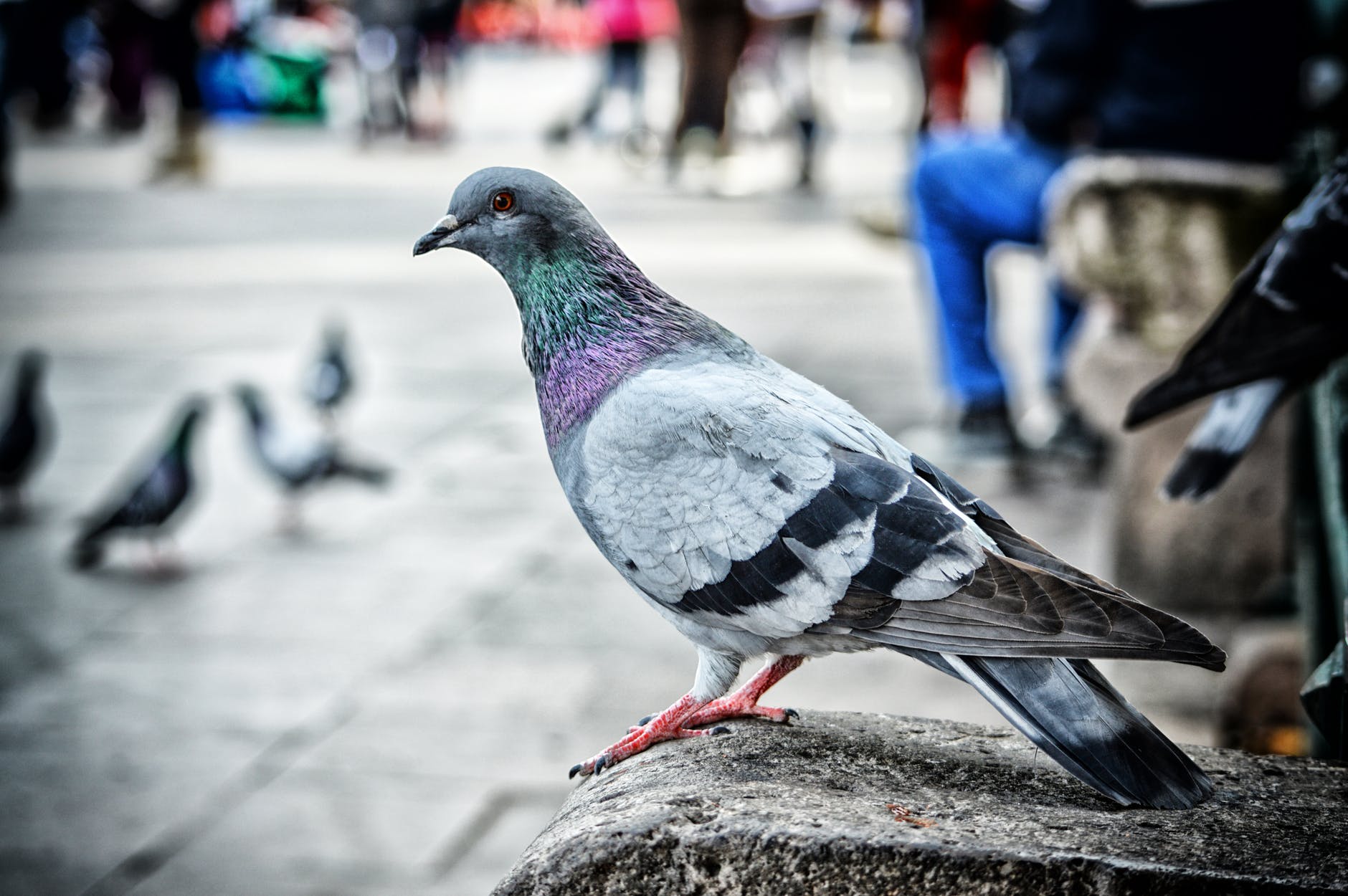 Read more about the article Controle de Pombos